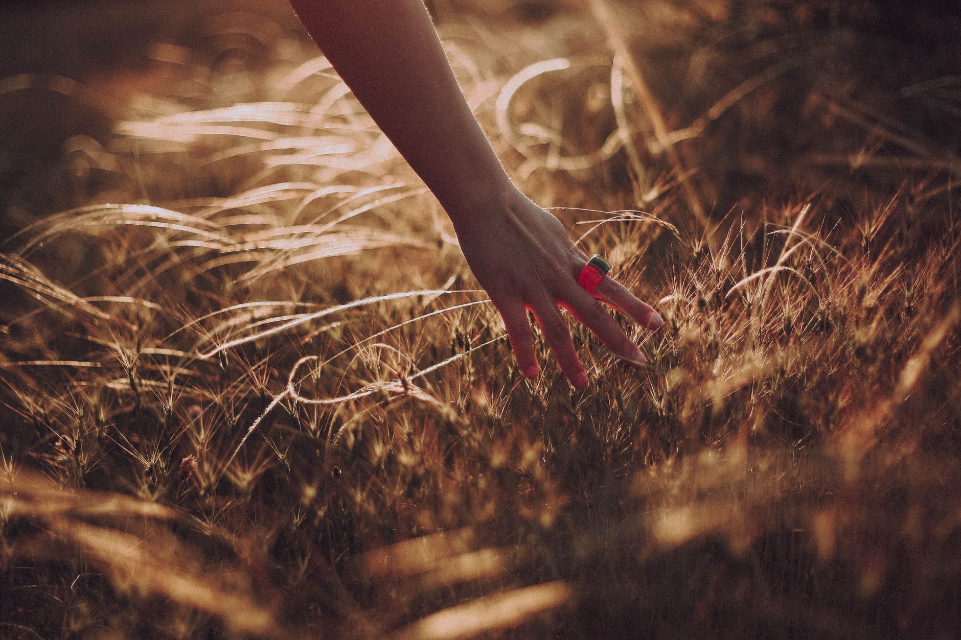Hand brushing softly through a wild Nordic meadow in golden evening light