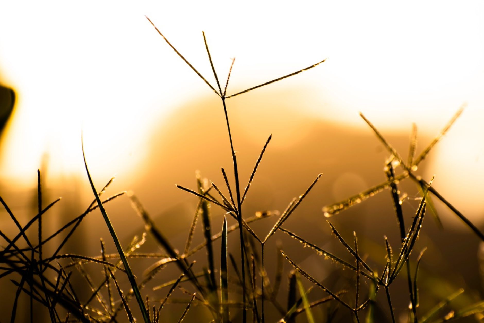 Raw image: golden field